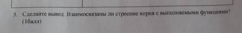 Сделайте вывод. В взаимосвязаны ли стороение корня с выполняимыми функциями ?