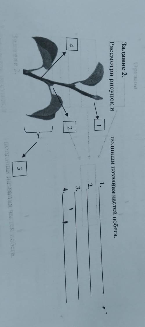 Задание 2. Рассмотри рисунок и подлиши названия частей побега.
