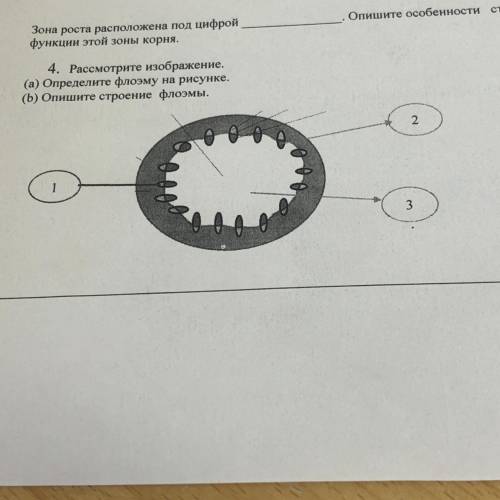 4. Рассмотрите изображение. (а) Определите флоэму на рисунке. (Б) Опишите строение флоэмы