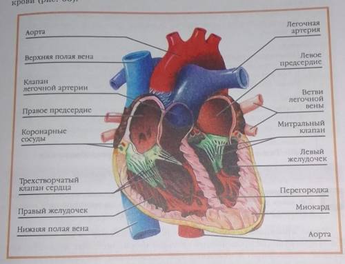 Аорта Легочная артерия Верхняя полая вена Левое предсердие Клапан легочной артерии Встаи легочной Пр