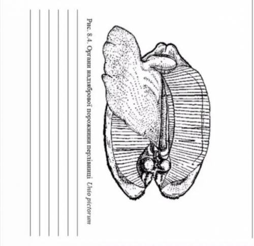 Дуже) Яка будова надзябренної порожнини молюска (наджаберной полости молюскп) Докину балів якшо треб
