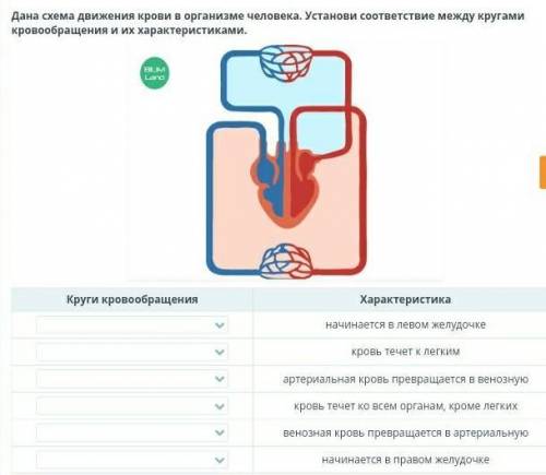 Круги кровообращения :Большой круг кровообращения Малый круг кровообращения