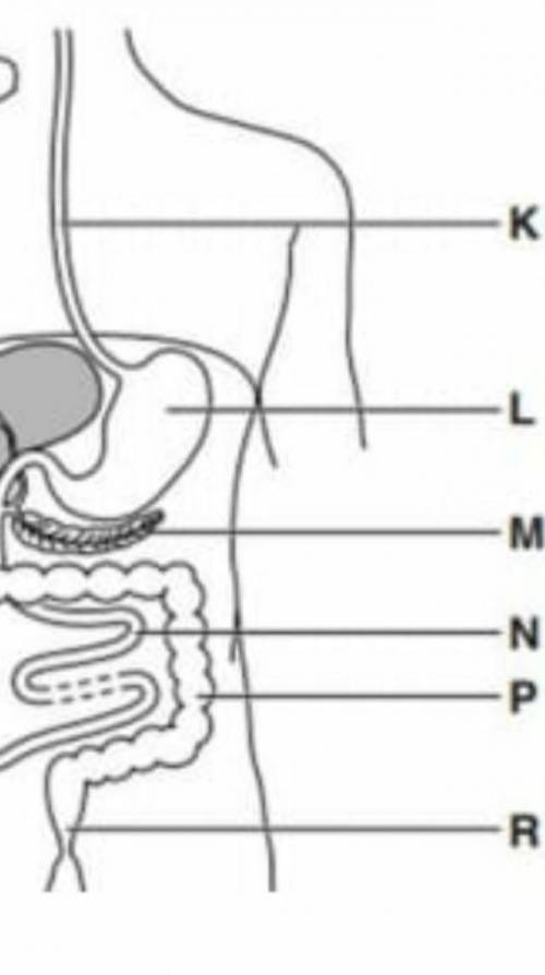 Опишите процессы, происходящие в M, L, P членах диаграммы (пищеварительная система).
