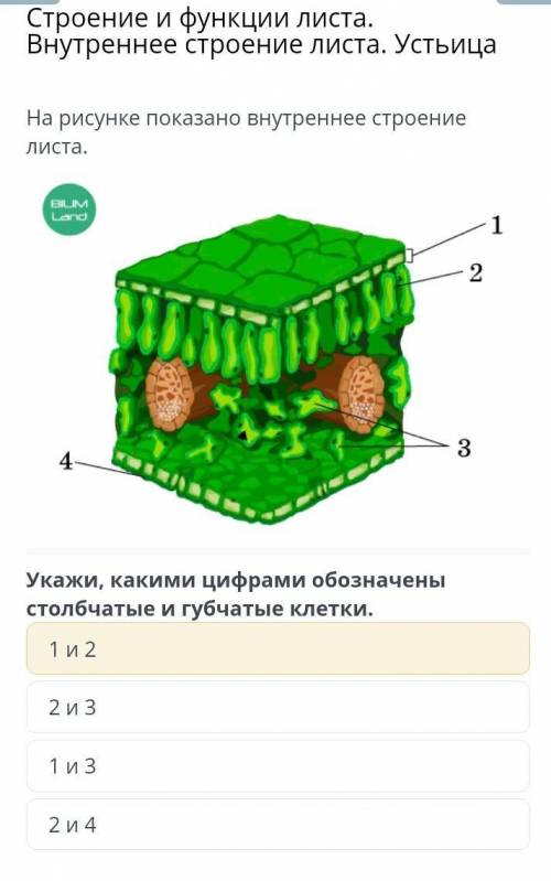 Укажи, какими цифрами обозначены столбчатые и губчатые клетки дамм 30 б