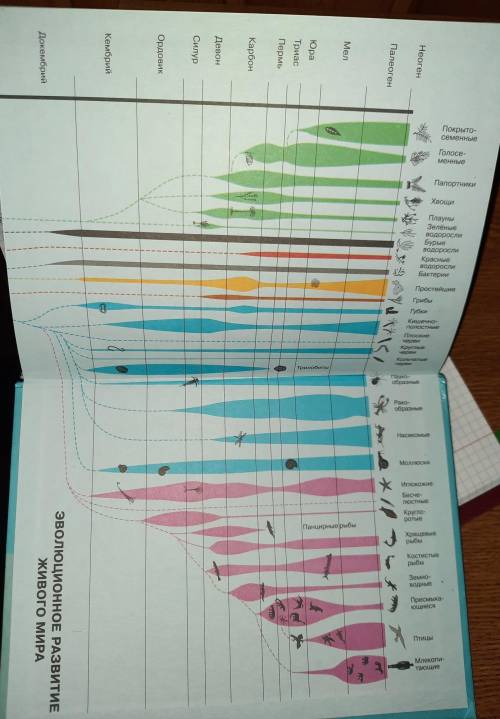 Рассмотрите 2 форзац учебника эволюционное развитие живого мира. ширина закрашенной области для кажд