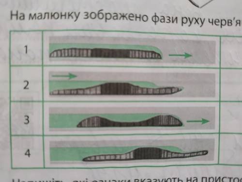 На рисунке изображены фазы движения червяка на грунте опишите что видбуваеться у каждой из них