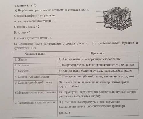 Задание 1. (1б) а) На рисунке представлено внутреннее строение листа. Обозначь цифрами на рисунке: А