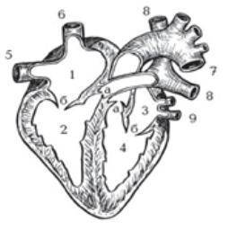 Подпишите все части сердца.