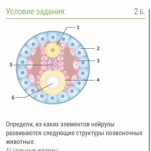 Определи, из каких элементов нейрулы развиваются следующие структуры позвоночных животных: А) сальны