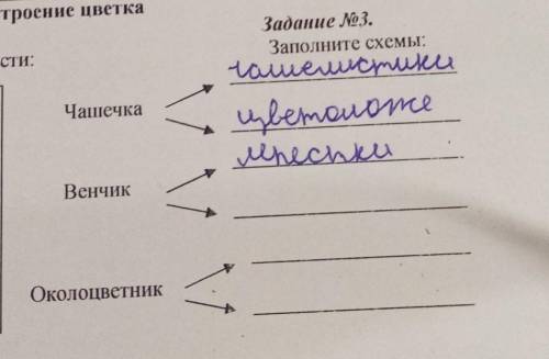 Рабочий лист по теме:Цветок-орган полового размножения растений