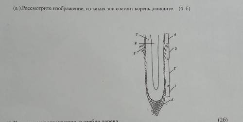 Рассмотрите изображение, из каких зон состоит корень ,опишите