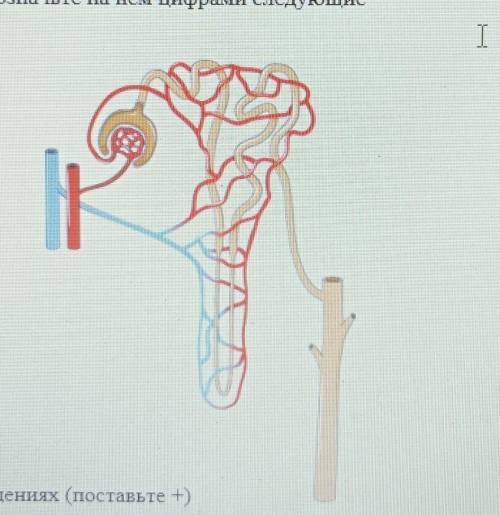 1. Рассмотрите внимательно рисунок. Обозначьте на нем цифрами следующие структуры: 1 — капиллярная с