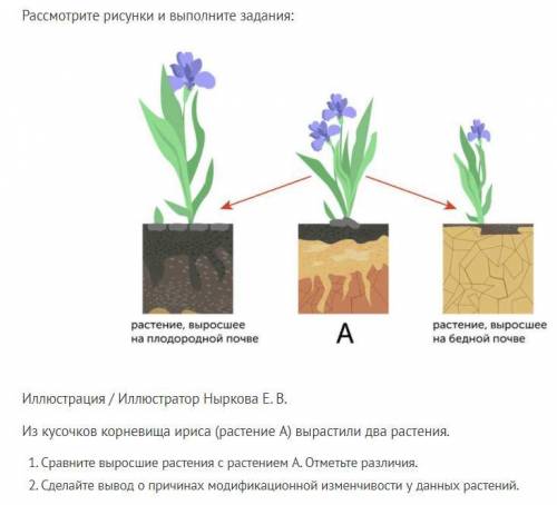 Рассмотрите рисунки и выполните задания: за биологию