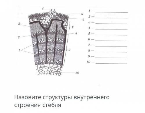 Назовите структуры внутреннего строения стебля извините не шарю (((