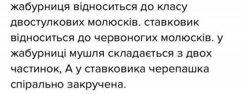 Спільне між мушлею ставковиком та жабурниц .