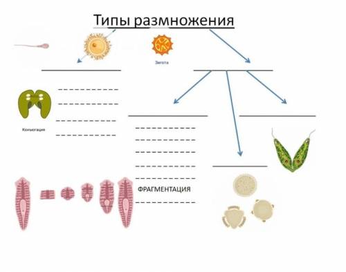 Заполнить схему типы размножения