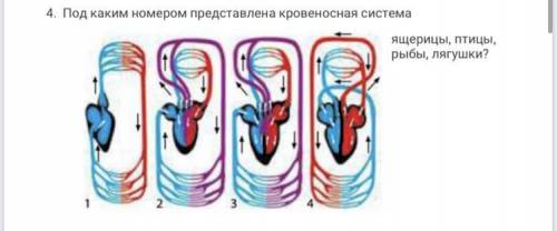 Под каким номером представлена кровеносная система ящерицы, птицы, рыбы, лягушки?