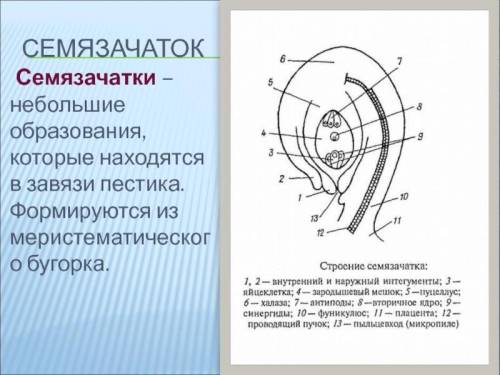 Биология решите 1 вопрос на фото