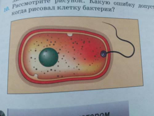 Рассмотрите рисунок.какую ошибку допустил художник когда рисовал клетку бактерии?