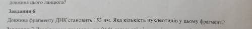 Довжина фрагменту ДНК становить 153 нм. Яка кількість нуклеотидів у цьому фрагменті?