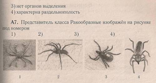 Контрольная работа «Тип Членистоногие». 8 класс Вариант 2. Вариант 2. А1.Какая часть тела отсутствуе