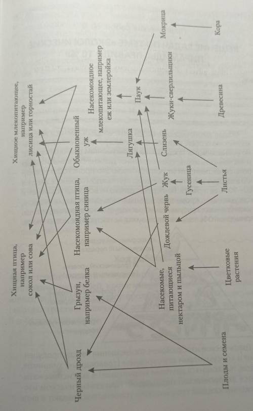 17 Рассмотрите схему пищевой сети в смешанном лесу (см. с. 93). Рас- пределите организмы по трофичес