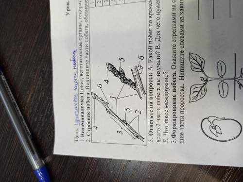 Подпишите части побега, обозначенные на рисунках.
