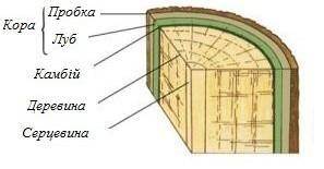 Оберіть шар стебла, що розташований між серцевиною та камбієм. А.КораБ.КорокВ.ЛубГ.Дерена