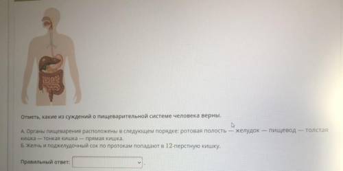 Отметь, какие из суждений о пищеварительной системе человека верны. А. Органы пищеварения расположен