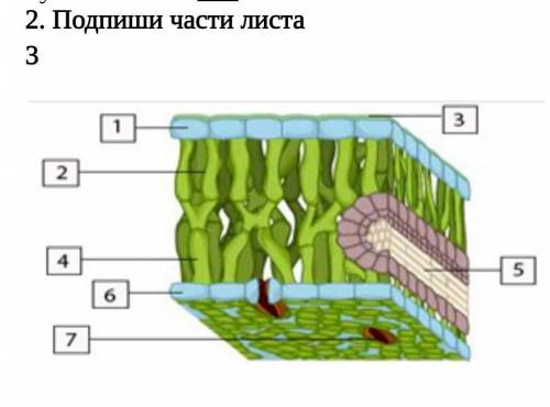 2. Подпиши части листа 3РЕБЯТ СОР