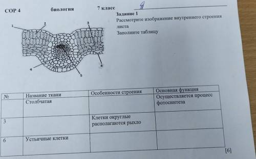 COP 4 биология 7 класс Задание 1 Рассмотрите изображение внутреннего строения листа Заполните таблиц