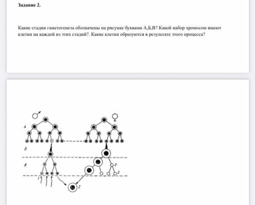 . Какие стадии гаметогенеза обозначены на рисунке буквами А,Б,В? Какой набор хромосом имеют клетки н