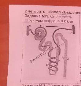 Определите структуры нефрона