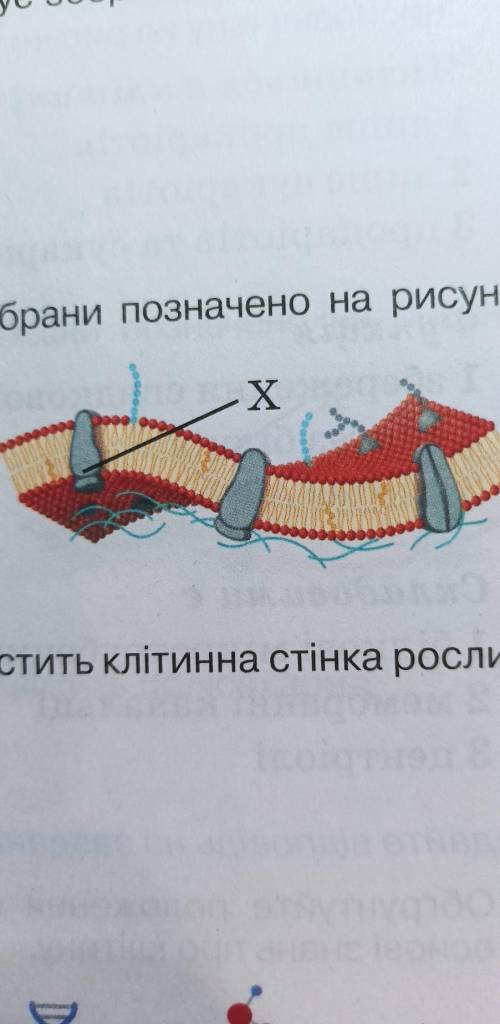 Яку складову плазматичної мембрани позначено на рисунку буквою Х? а. зовнішній шар ліпідівб. внутріш