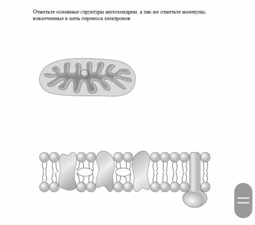 Отметьте основные структуры митохондрии. а так-же отметьте молекулы, вовлеченные в цепь переноса эле