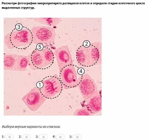 Ниже вопрос мне нужны ответы (нужно расставить стадии клеточного цикла, на картинке цифры эти цифры