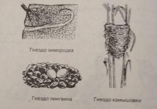 Чем можно объяснить различия между гнёздами на рисунке?