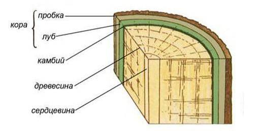 Внутреннее строение стебля дерева и можно рисунок