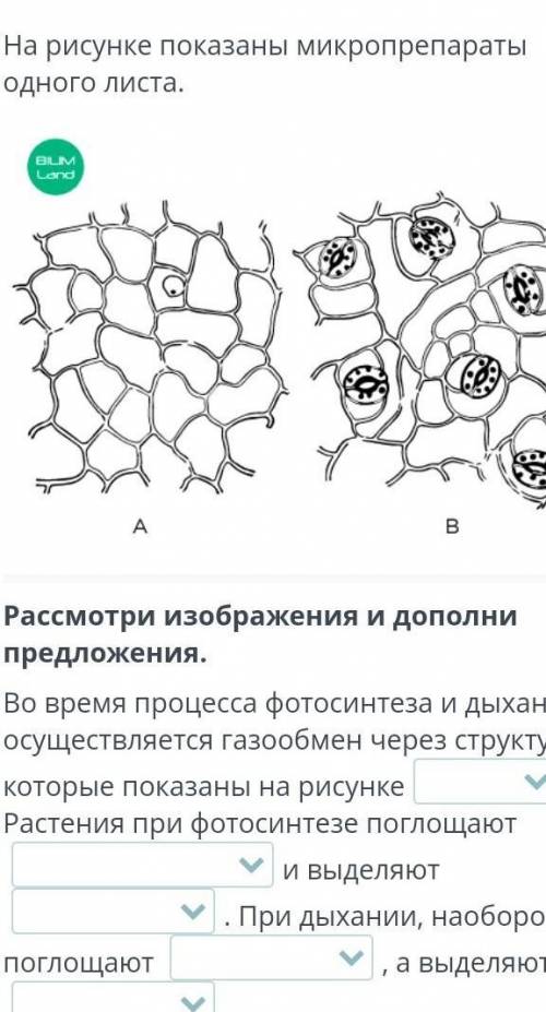 Во время процесса фотосинтеза и дыхания осуществляется газообмен через структуры, которые показаны н