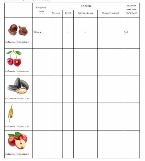 очень дам Задание 3 Заполните таблицу «Классификация плодов».