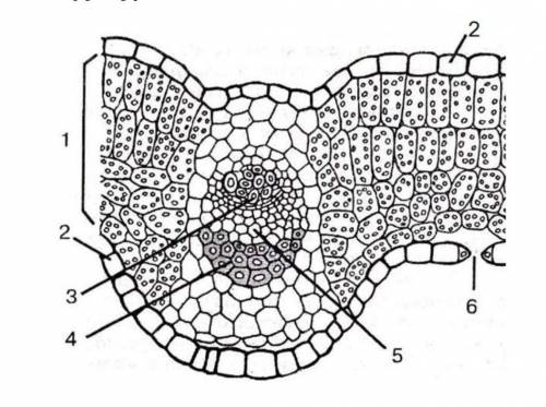 Рассмотрите рисунок внутреннего строения листа. a) Назовите структуры листа под номерами 3, 5. b) Ка