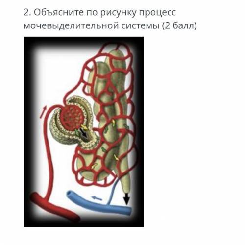 Объясните по рисунку процесс мочи выделительной системы￼