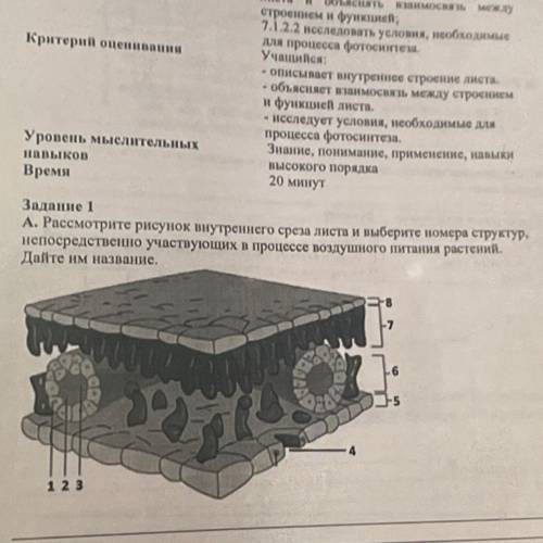 20 M Задание 1 А. Рассмотрите рисунок внутреннего среза листа и выберите номера структур, непосредст