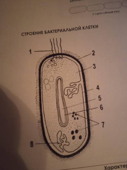 Где что находится где мембраны и т.д