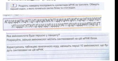 Перевод: 7)Разделите последовательность нуклеотидов мРНК на триплеты. Обведитепервый кодон, с которо