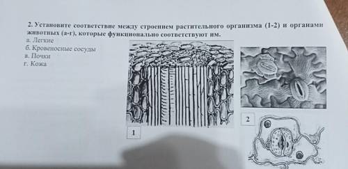 Установите соответствие между строением растительного организма и органами животных которые функцион