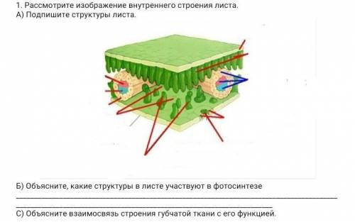Рассмотрите изображение внутреннего строения листа.А) Подпишите структуры листаБ) Объясните, какие с