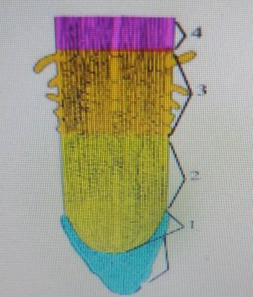 Ha рисунке изображено строенне корня. Определите из каких слоев состоит коре функции этих слоев (5).
