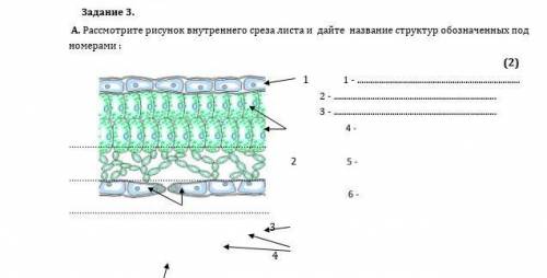 Задание 3. А. Рассмотрите рисунок внутреннего среза листа и дайте название структур обозначенных под