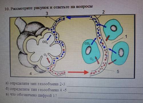Рассмотрите рисунок и ответьте не вопросы определите тип газообмена